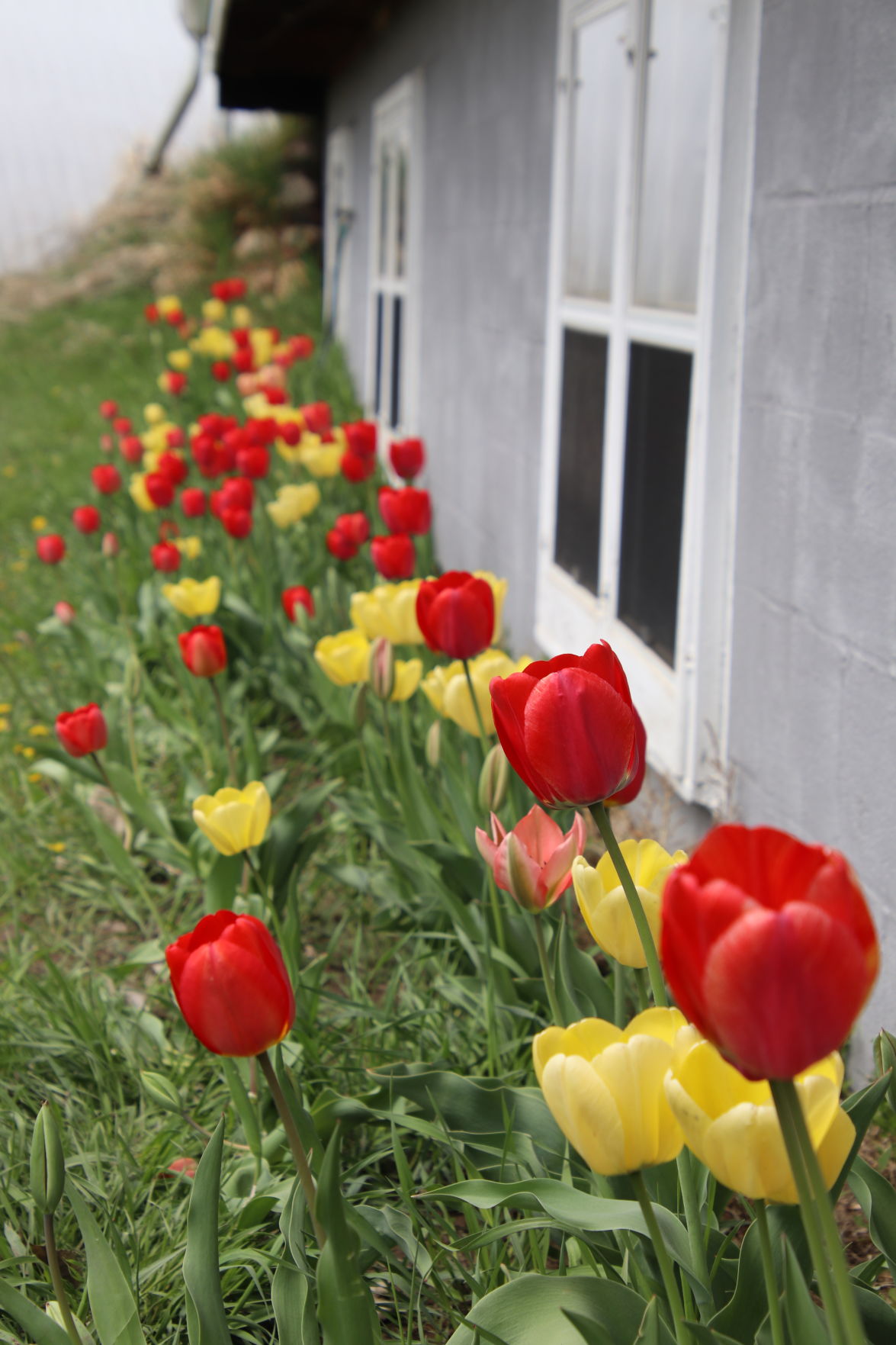 Tulip Time!